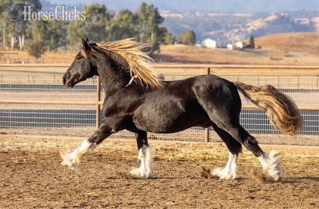 "Midas" Silver Dapple Stallion Gypsy Vanner