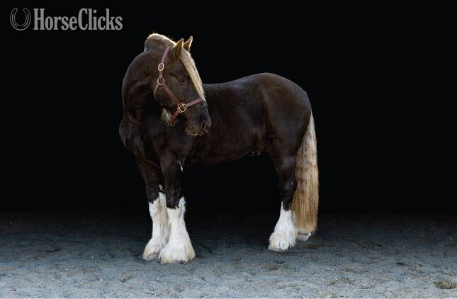 California "Midas" Silver Dapple Stallion Gypsy Vanner