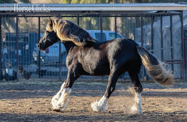 "Midas" Silver Dapple Stallion Gypsy Vanner - Gypsy Vanner