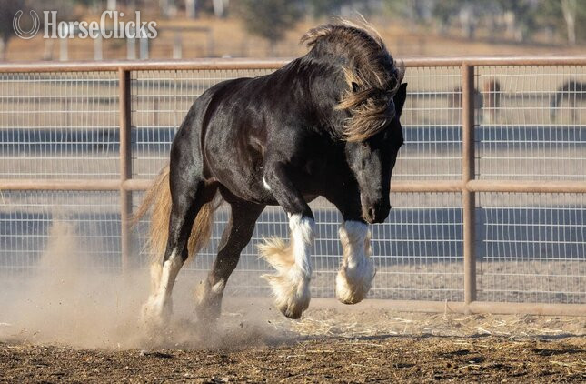 "Midas" Silver Dapple Stallion Gypsy Vanner California