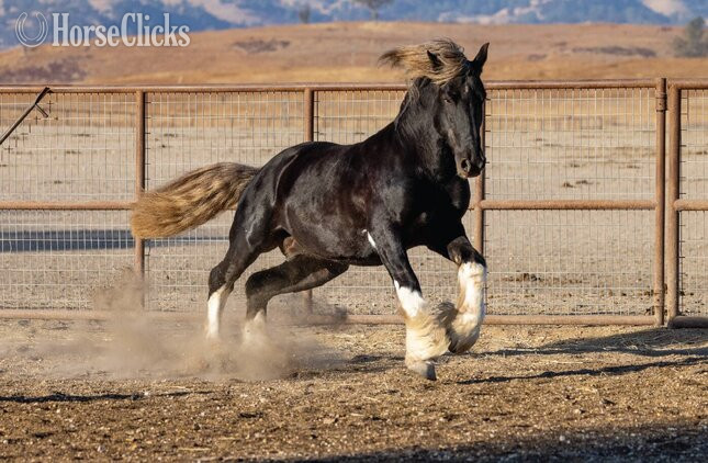 Gypsy Vanner - "Midas" Silver Dapple Stallion Gypsy Vanner in California