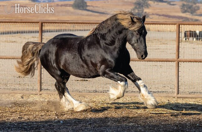 Gypsy Vanner - "Midas" Silver Dapple Stallion Gypsy Vanner