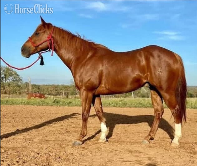 "Greg" Chestnut Gelding Quarter Horse
