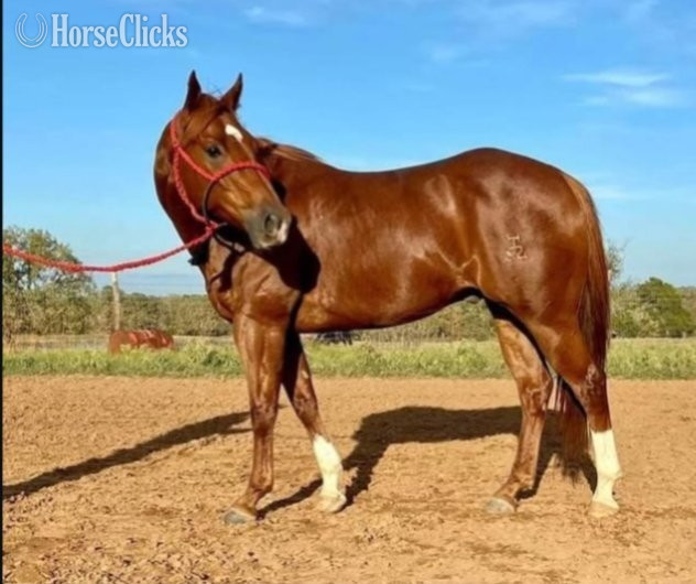 New Mexico "Greg" Chestnut Gelding Quarter Horse