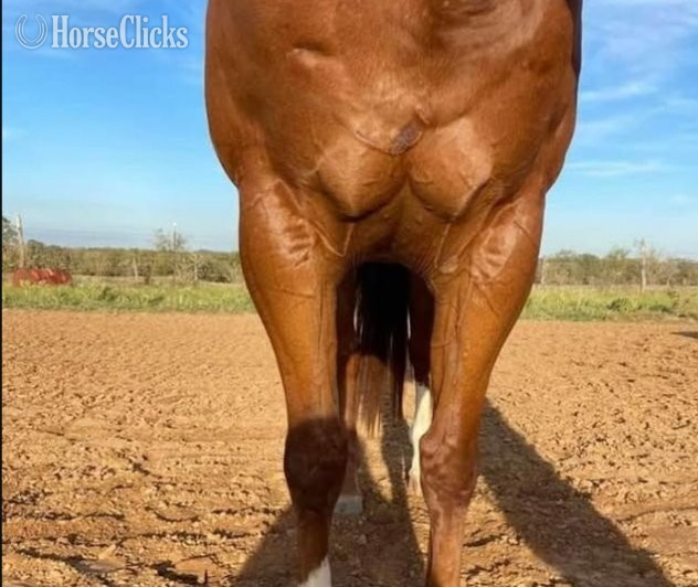 "Greg" Chestnut Gelding Quarter Horse - Quarter Horse in New Mexico