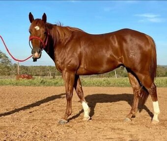 "Greg" Chestnut Gelding Quarter Horse