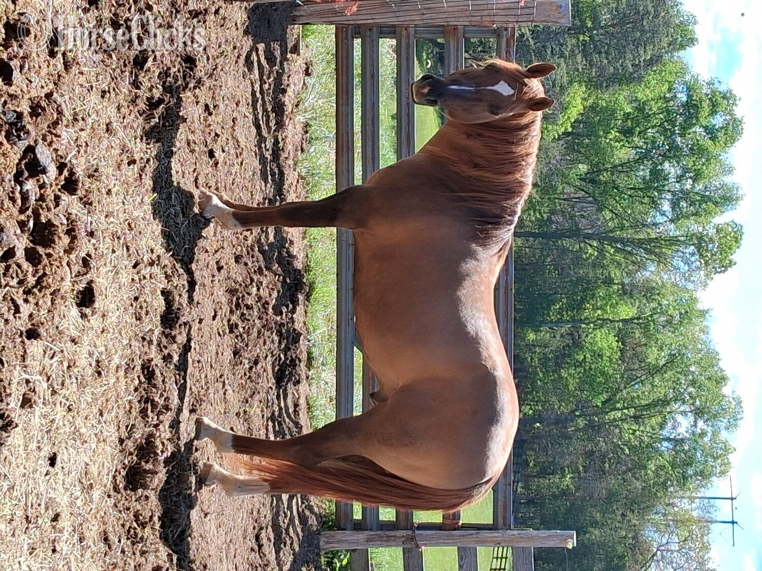 "Satin king poco" Red Dun Stallion Quarter Horse in Virginia