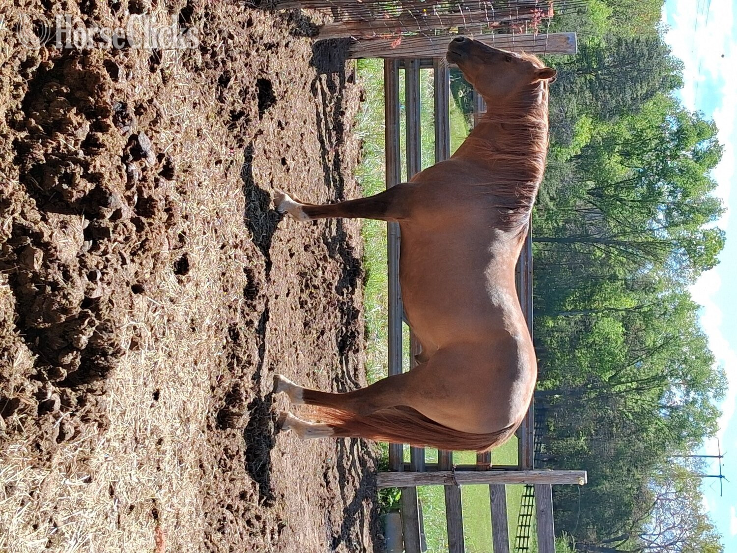 "Satin king poco" Red Dun Stallion Quarter Horse