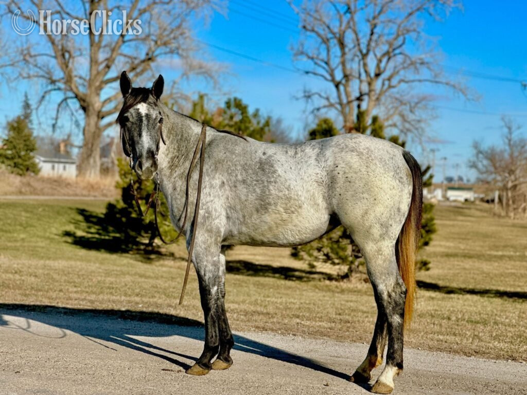 "Cheyenne" Grey Mare Quarter Horse in Florida