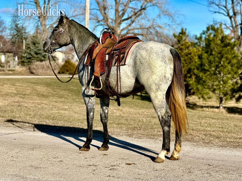 "Cheyenne" Grey Mare Quarter Horse
