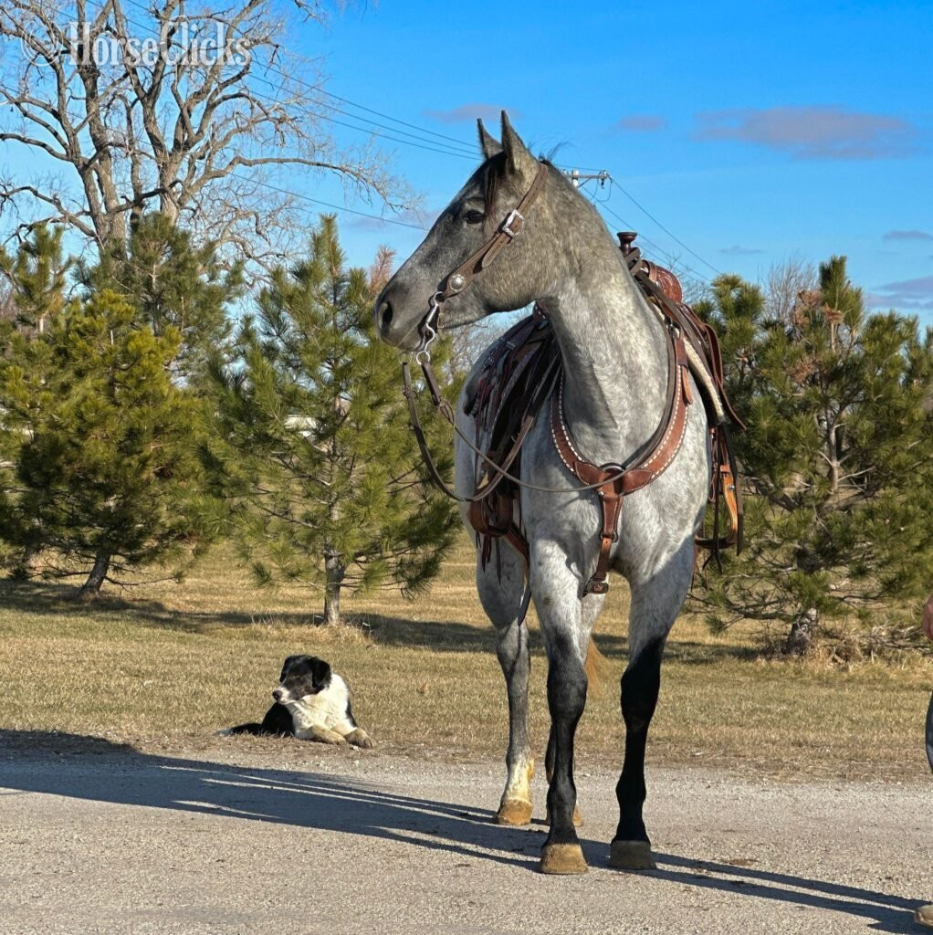 Florida "Cheyenne" Grey Mare Quarter Horse