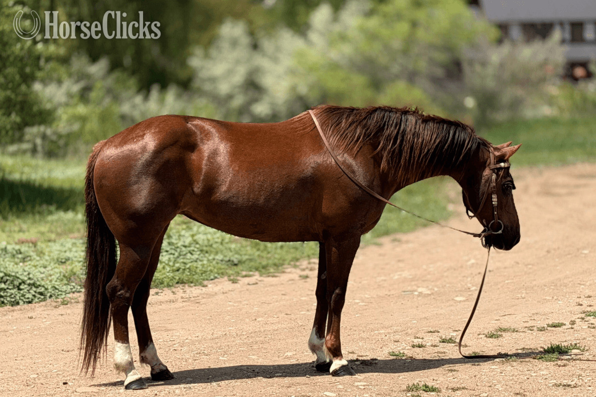 "Glowing Classy Lady" Chestnut Mare Quarter Horse in Florida