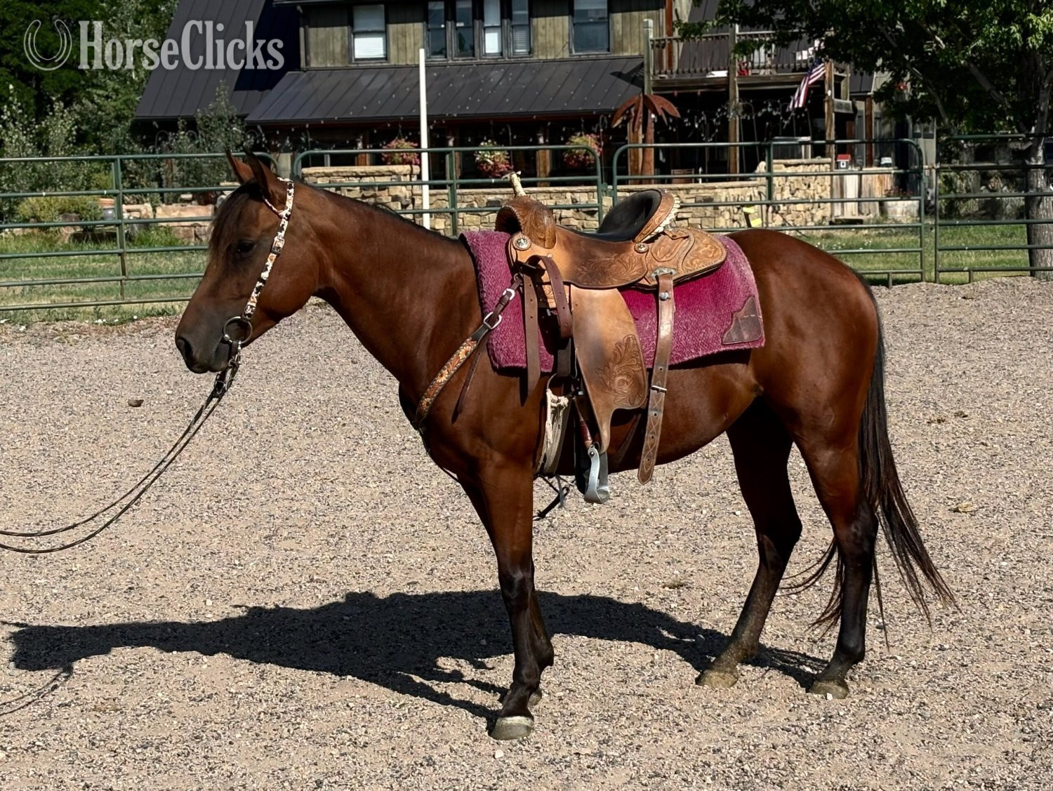 Florida "Glowing Classy Lady" Chestnut Mare Quarter Horse