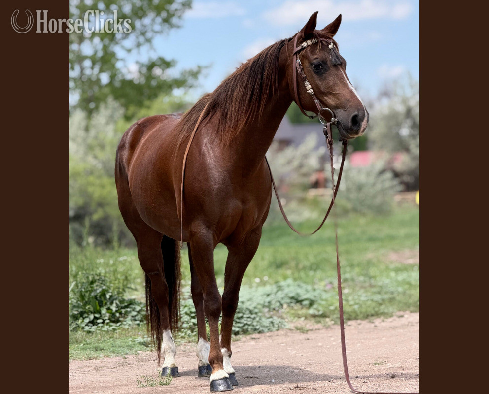 "Glowing Classy Lady" Chestnut Mare Quarter Horse - Quarter Horse in Florida