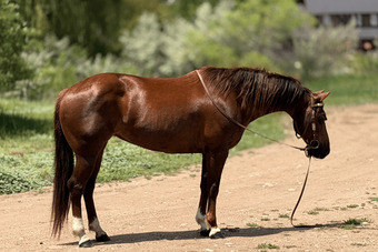 "Glowing Classy Lady" Chestnut Mare Quarter Horse