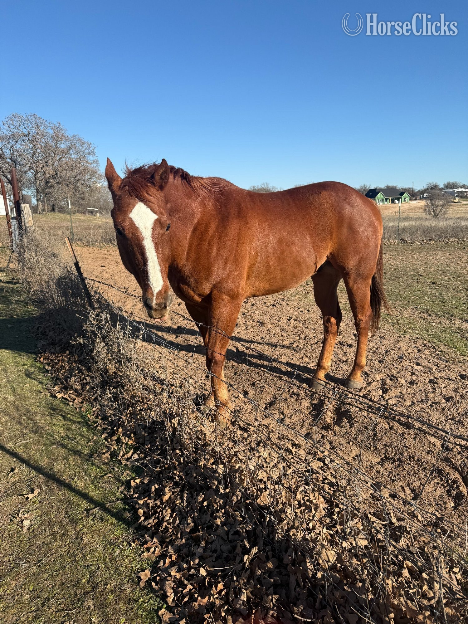 "Doby" Brown Gelding Quarter Horse in Texas