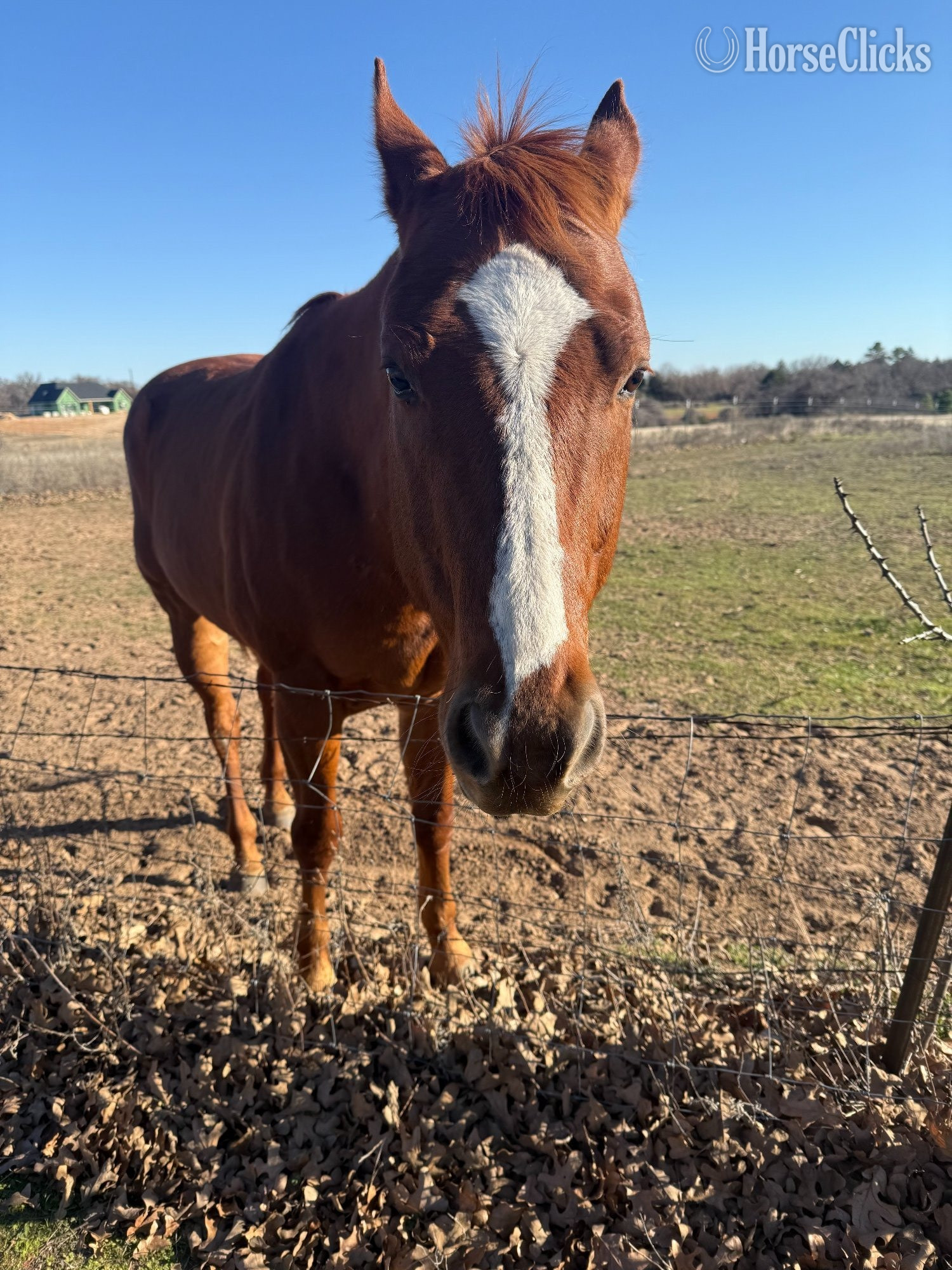 "Doby" Brown Gelding Quarter Horse