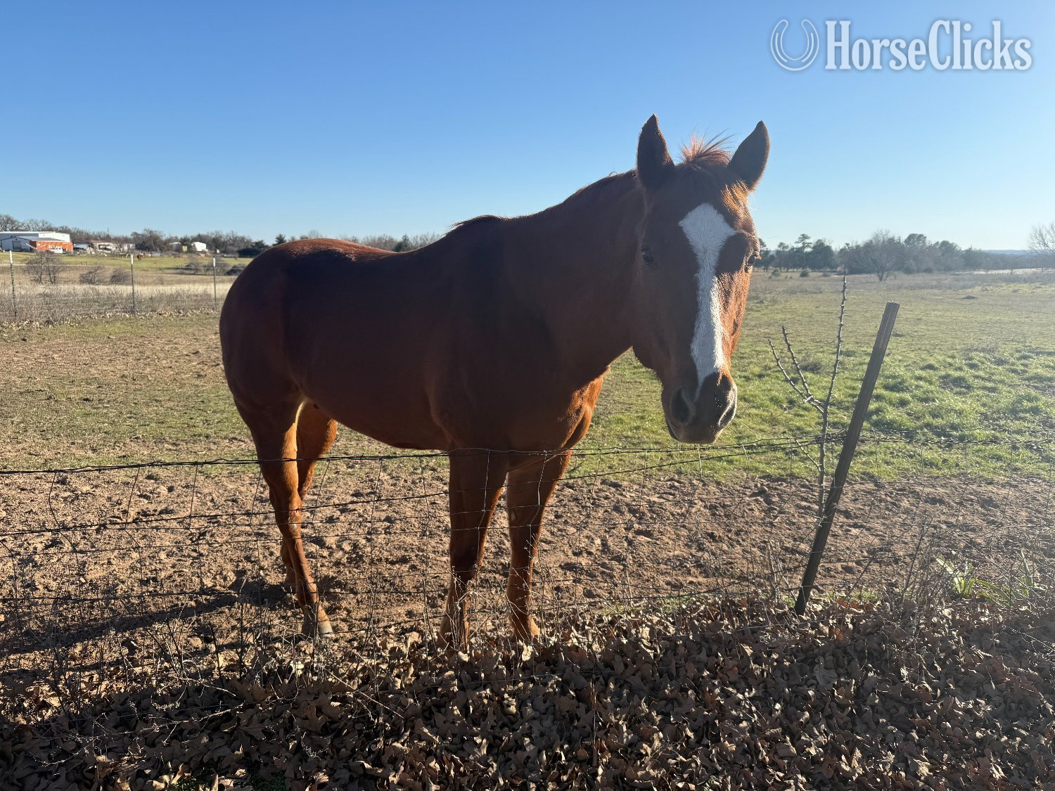 Texas "Doby" Brown Gelding Quarter Horse