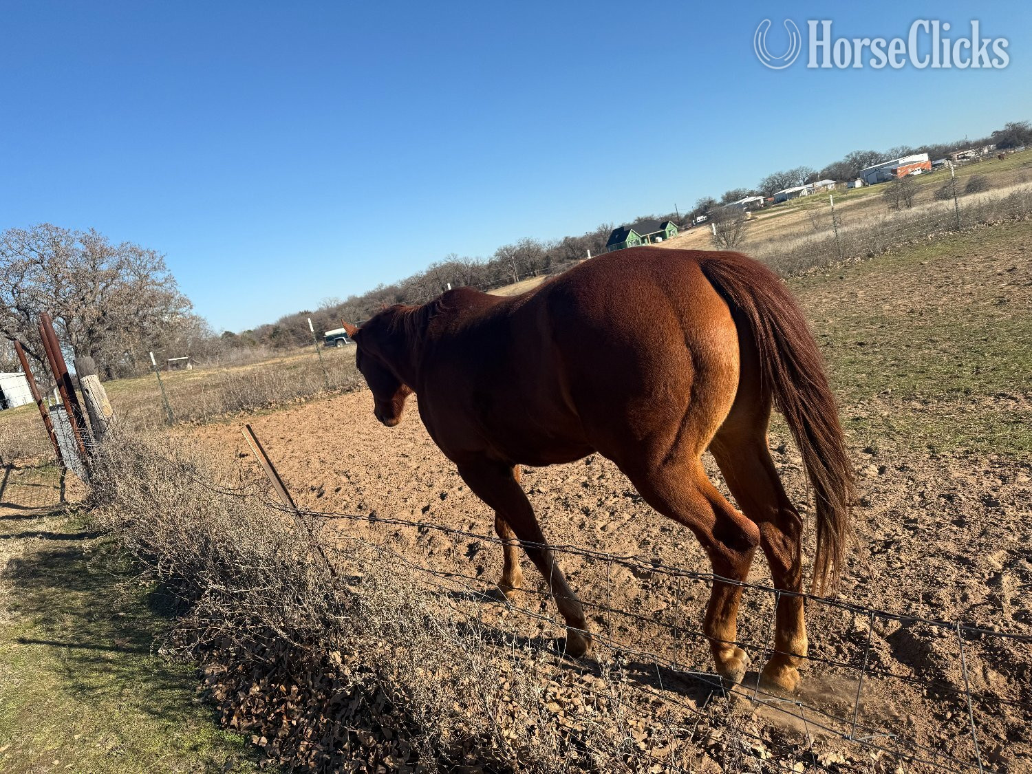 "Doby" Brown Gelding Quarter Horse - Quarter Horse in Texas