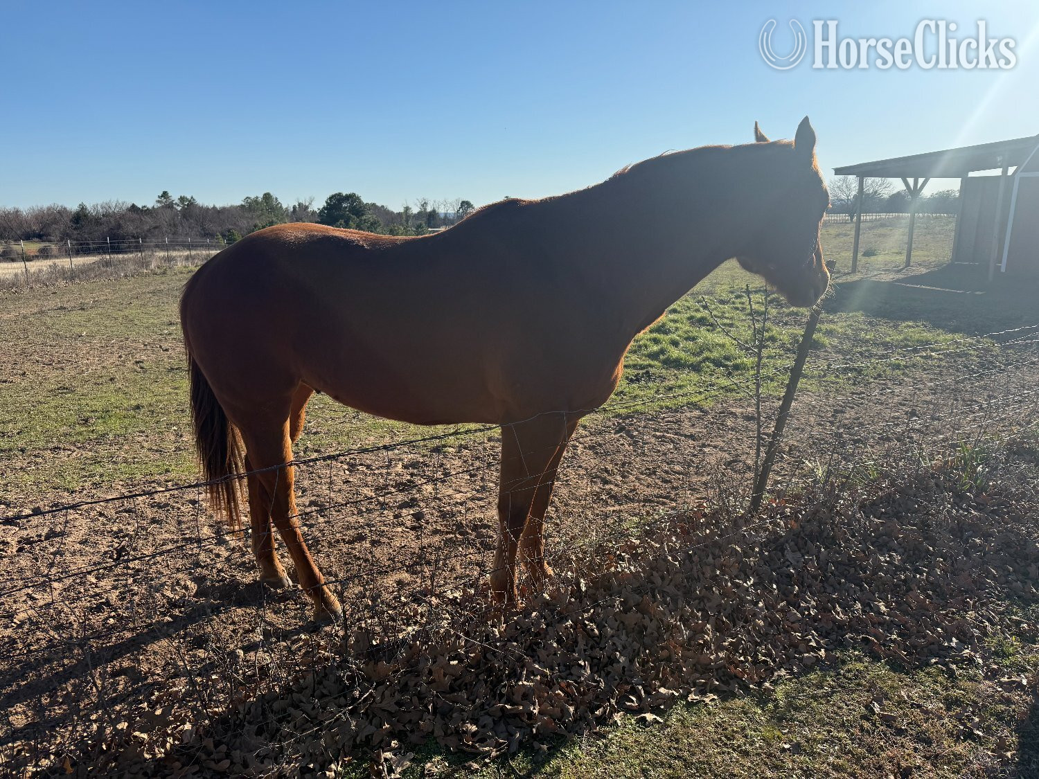 "Doby" Brown Gelding Quarter Horse - Quarter Horse