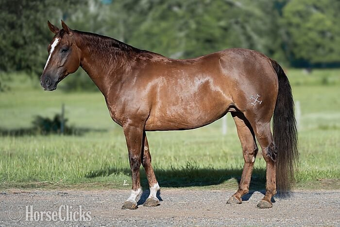 Texas "Desires A Gun" Sorrel Mare Quarter Horse