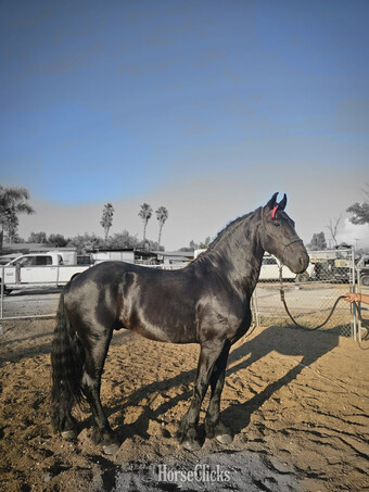"REY AZ" Black Stallion Andalusian