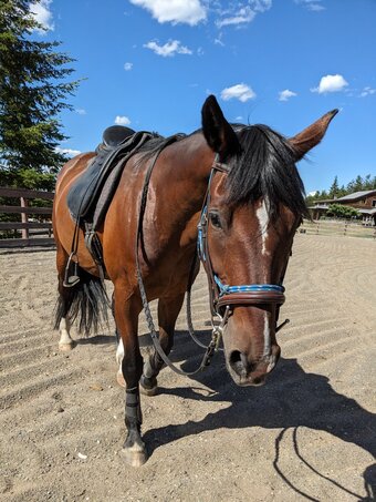 "Lucy" Mare Draft