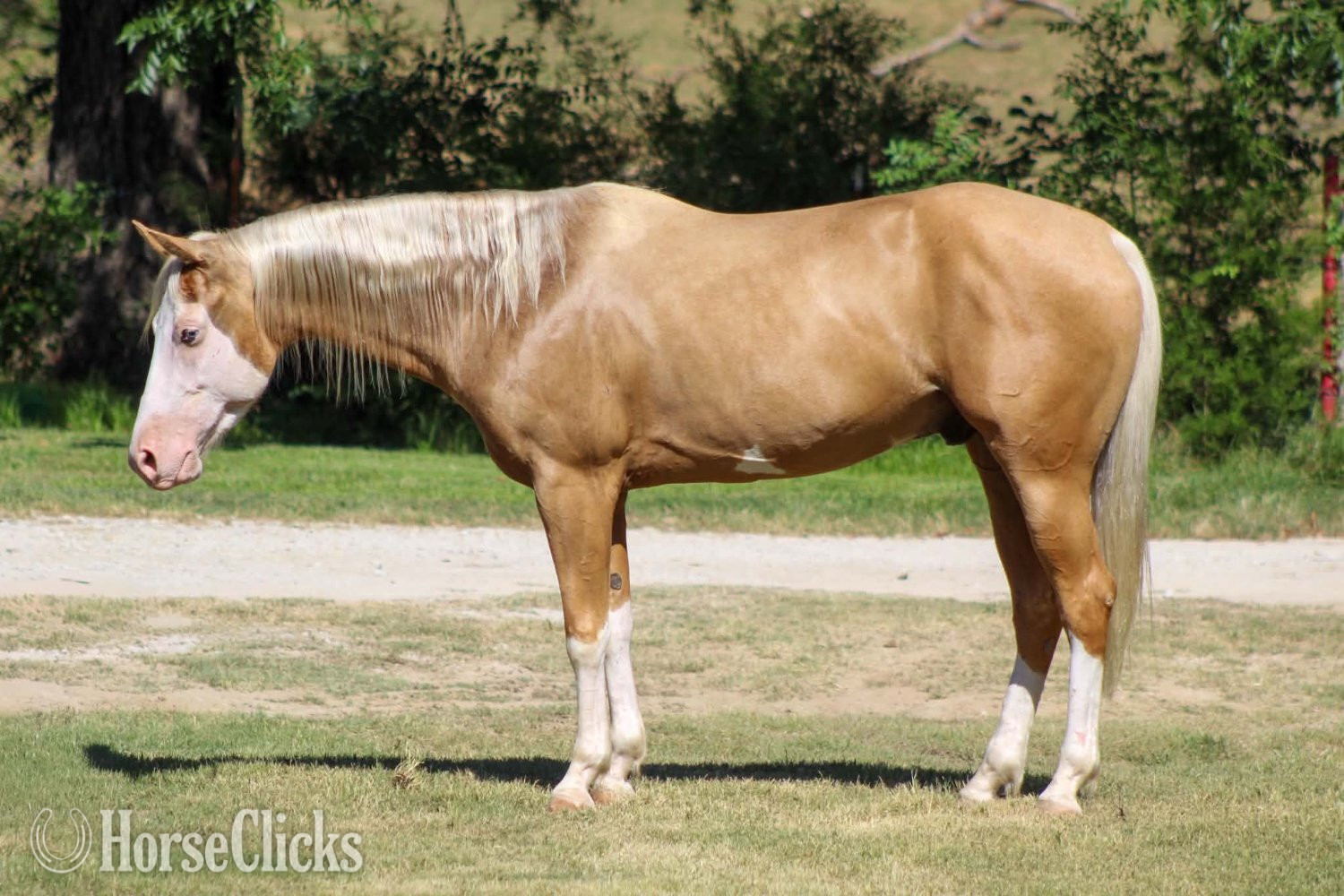 "DEWEY" Overo Gelding Paint in Texas