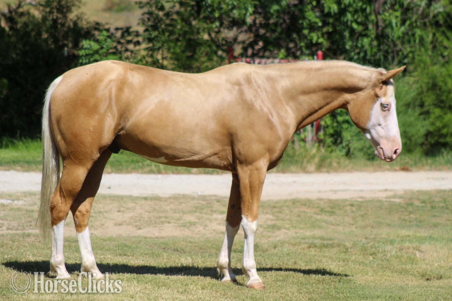 "DEWEY" Overo Gelding Paint