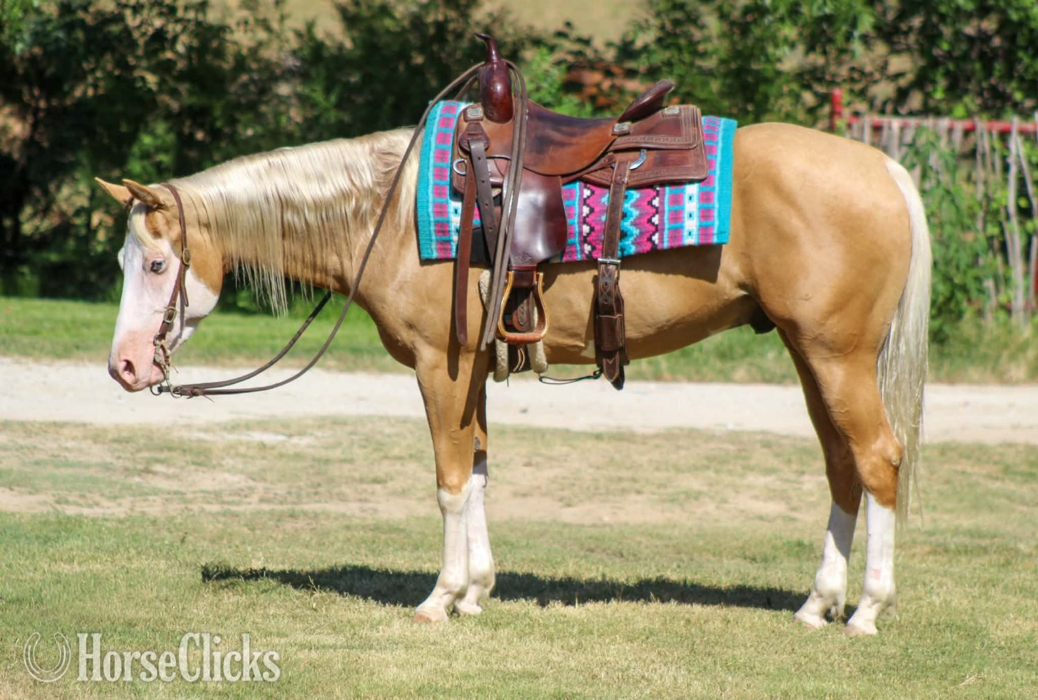Texas "DEWEY" Overo Gelding Paint