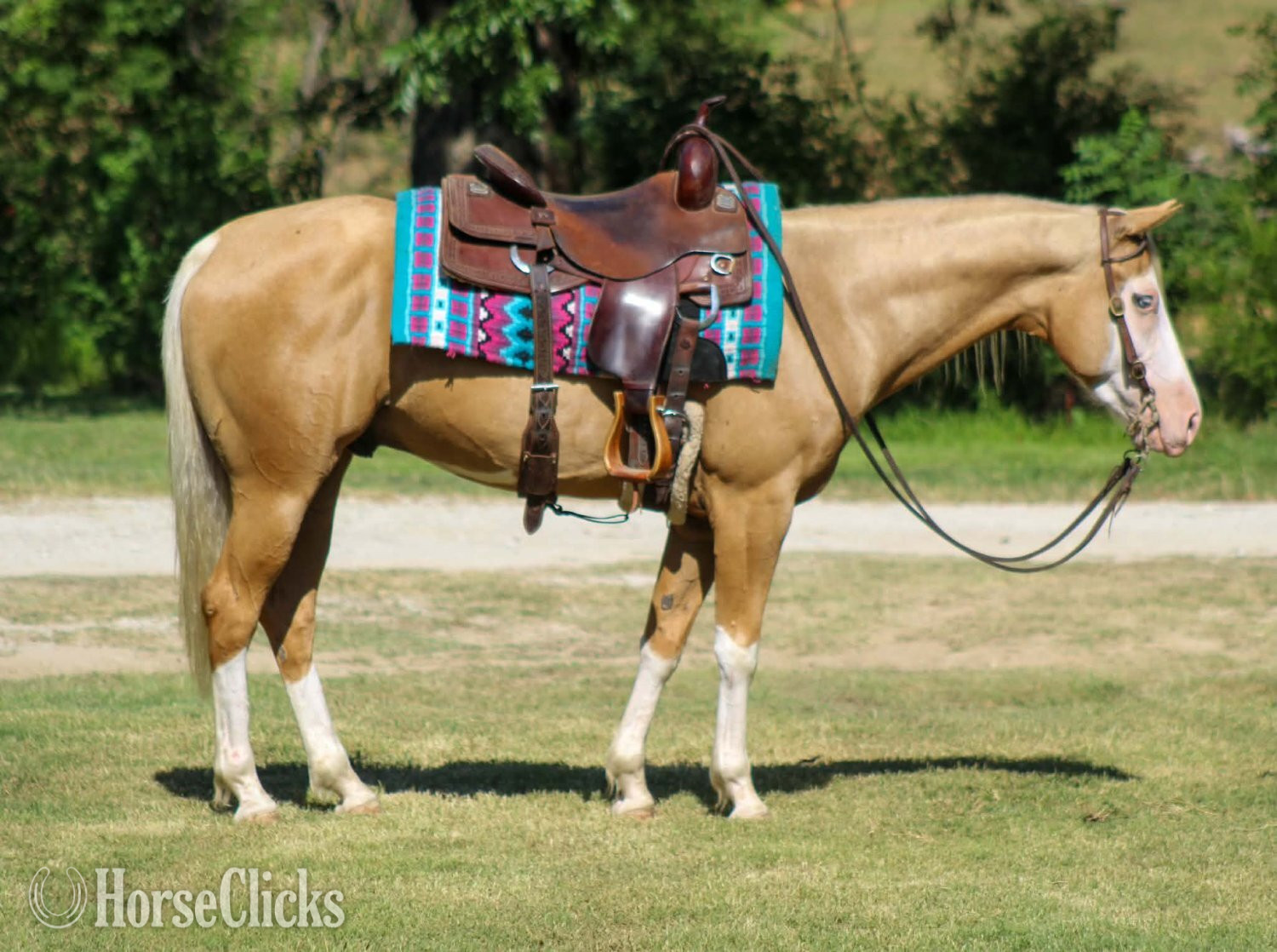"DEWEY" Overo Gelding Paint - Paint in Texas