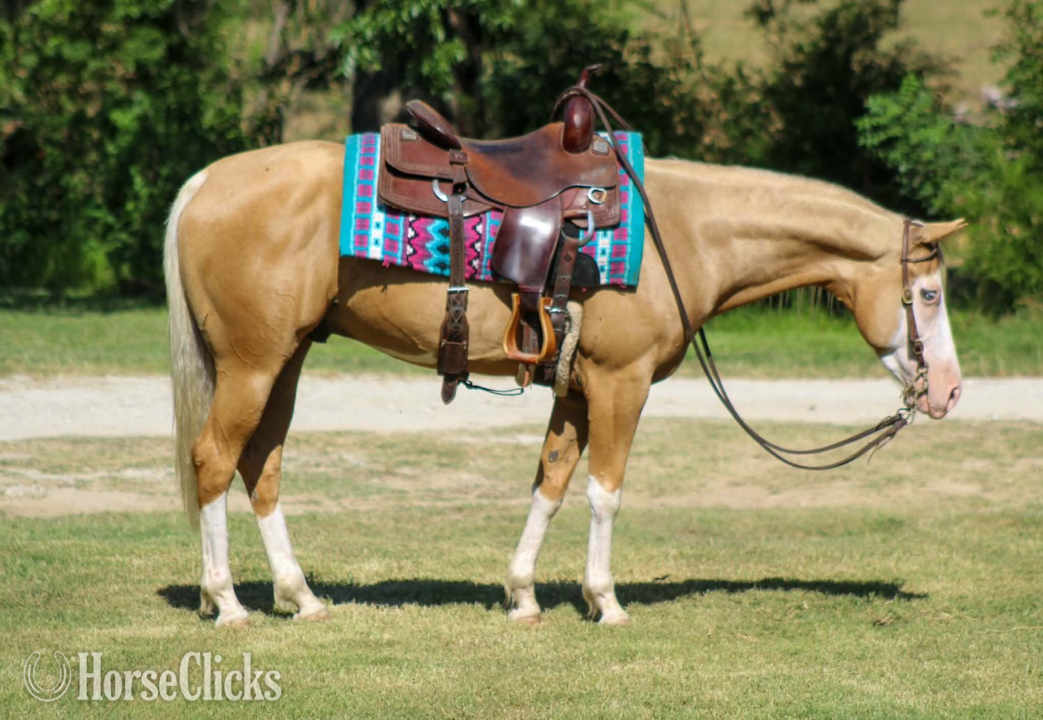 "DEWEY" Overo Gelding Paint - Paint