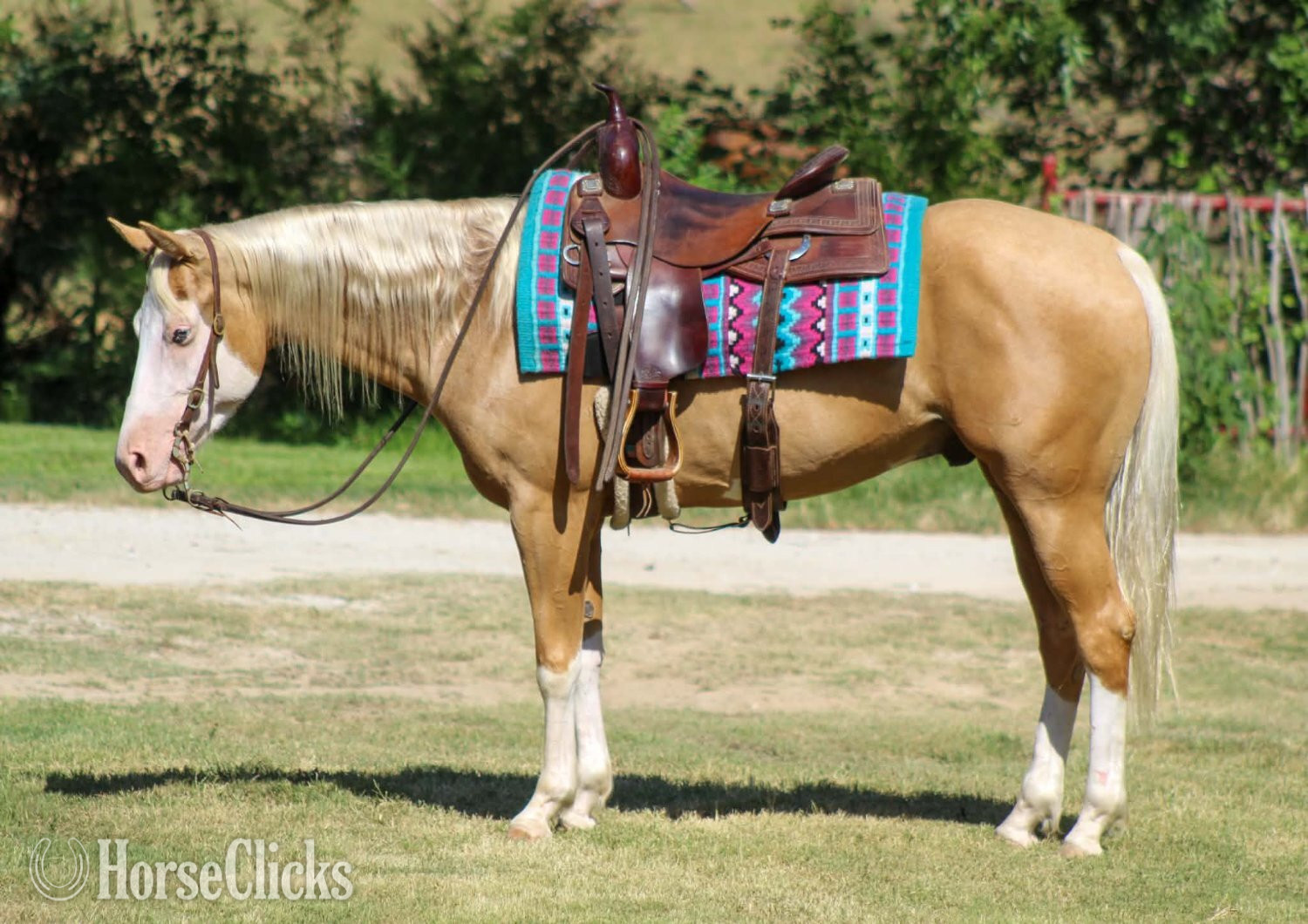 "DEWEY" Overo Gelding Paint Texas