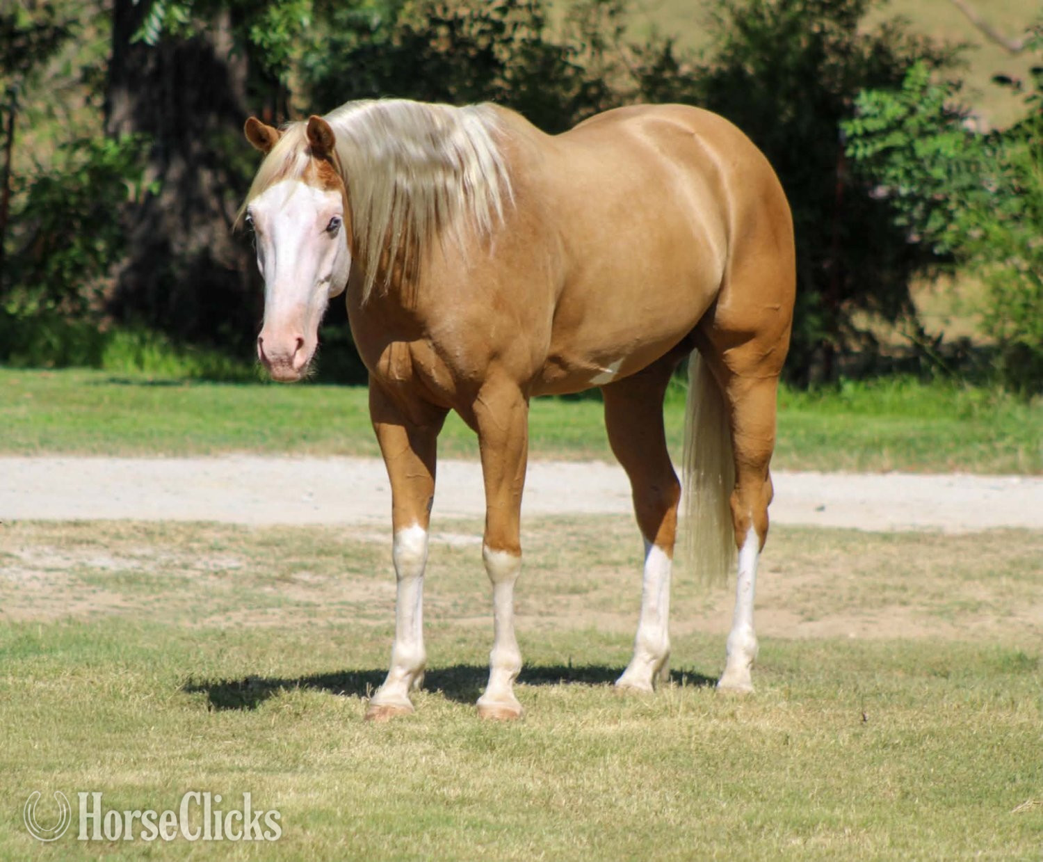 Paint - "DEWEY" Overo Gelding Paint in Texas