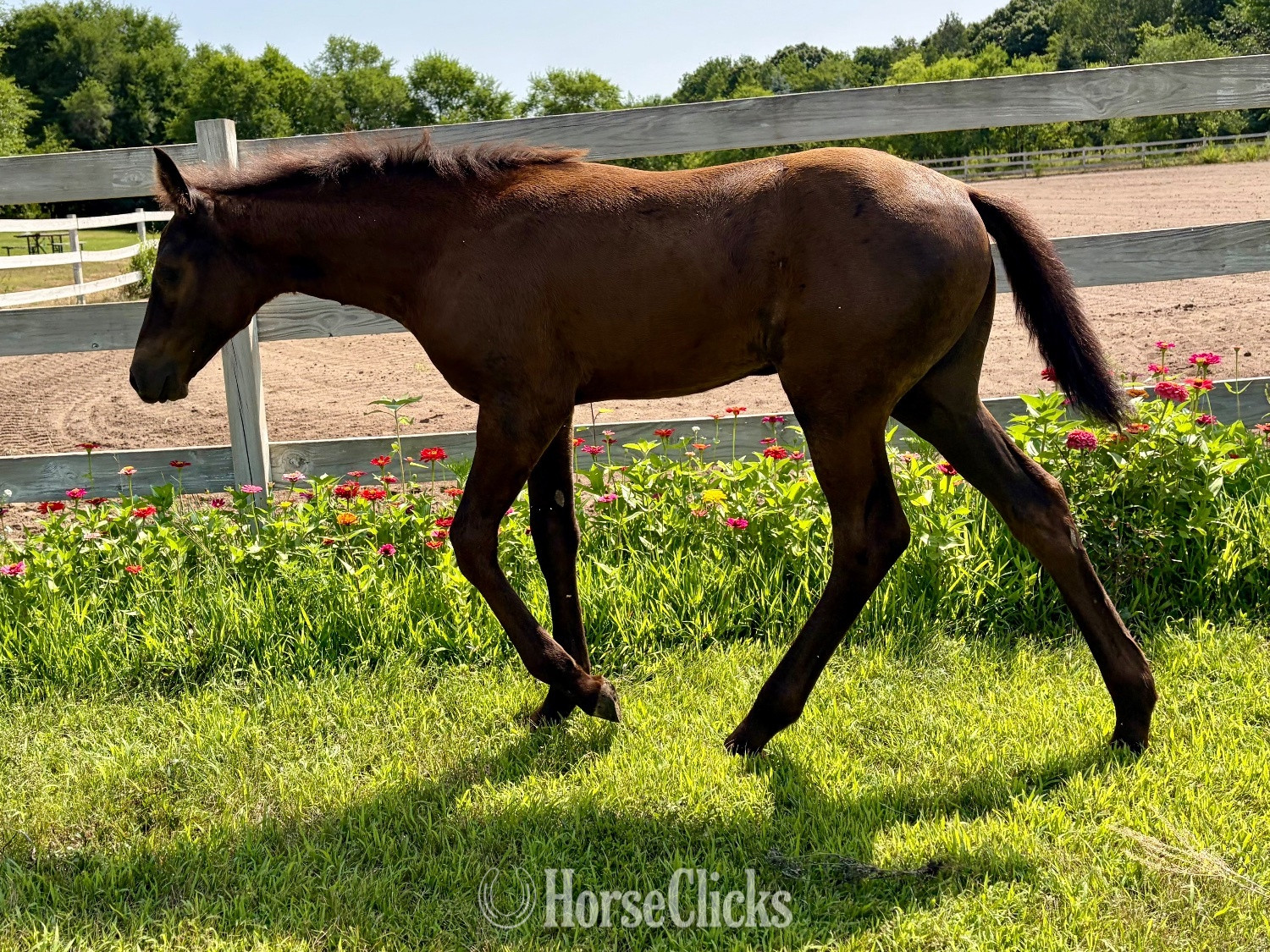 "RZA Imnaha Wildfire" Black Filly Appaloosa in Minnesota