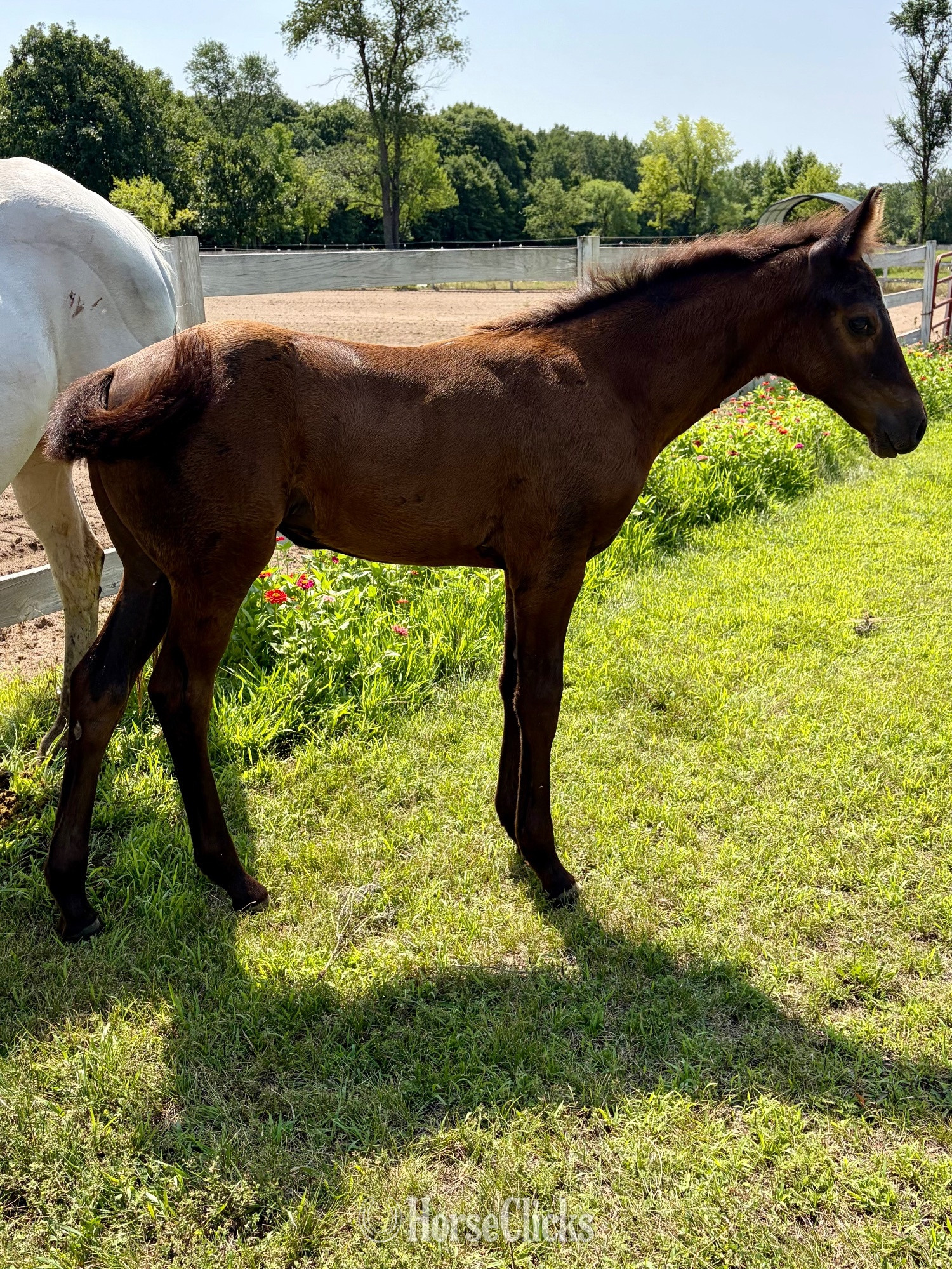 "RZA Imnaha Wildfire" Black Filly Appaloosa