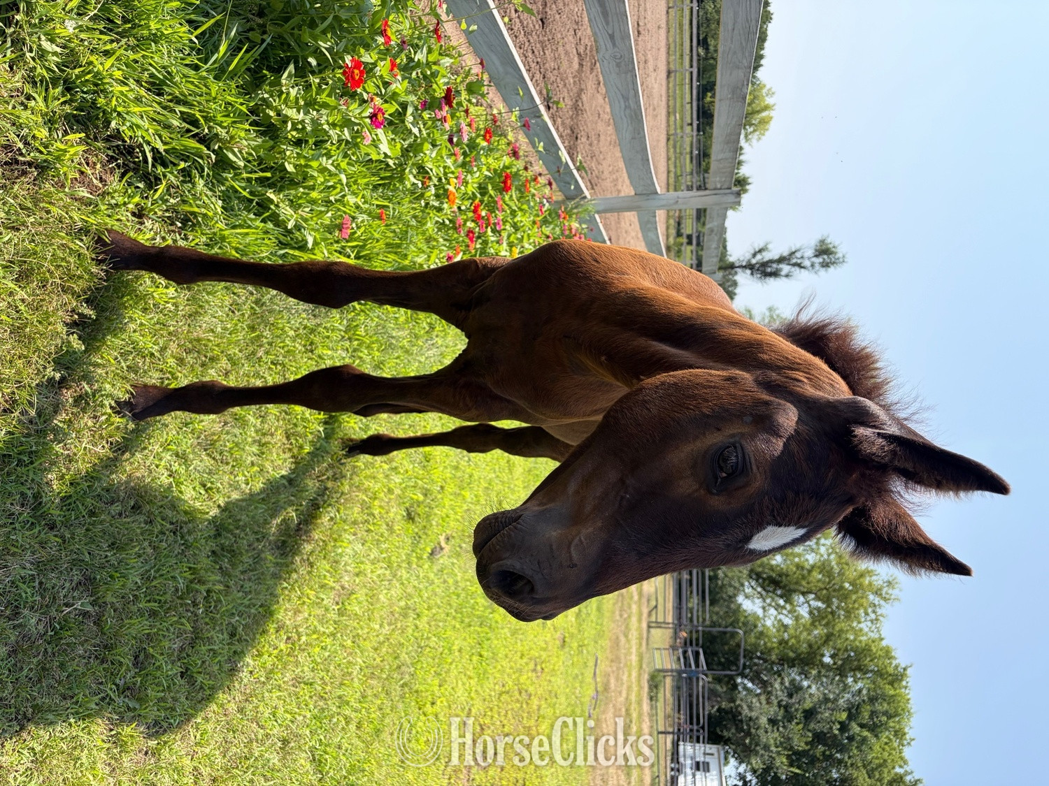 Minnesota "RZA Imnaha Wildfire" Black Filly Appaloosa