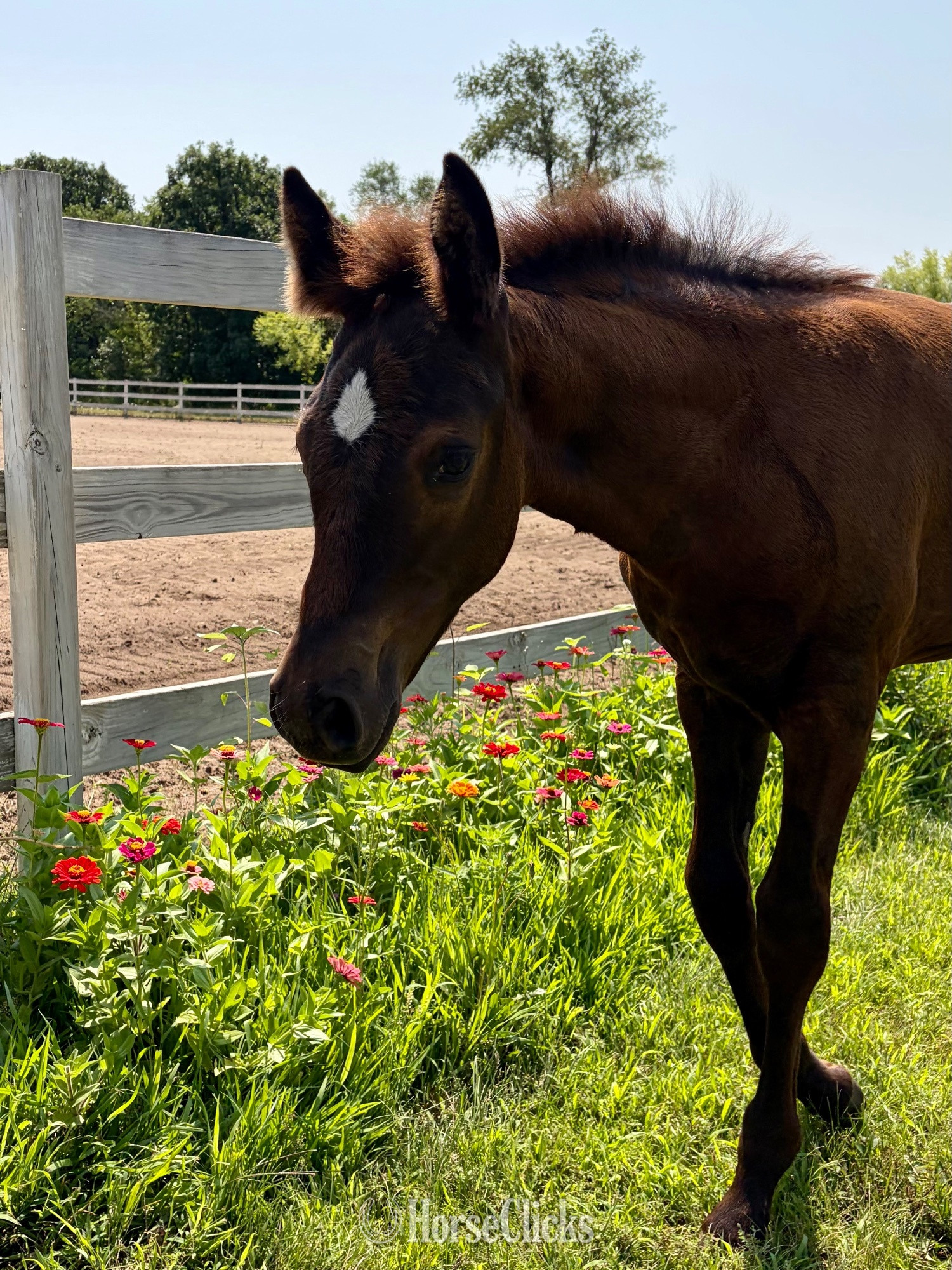"RZA Imnaha Wildfire" Black Filly Appaloosa - Appaloosa in Minnesota