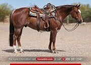 "Alph" Chestnut Gelding Quarter Horse