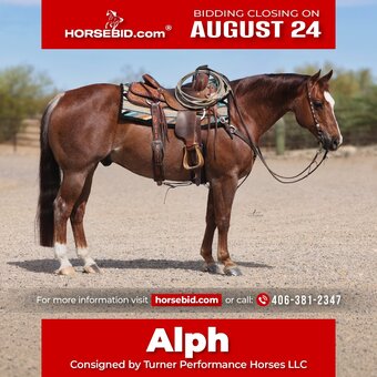 "Alph" Chestnut Gelding Quarter Horse