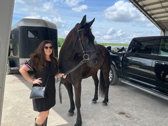 "Nate" Black Gelding Friesian