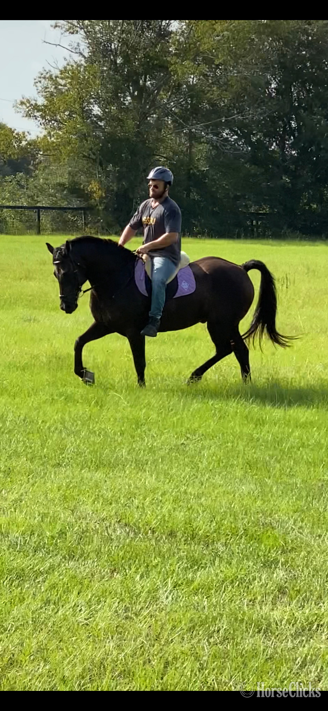 Florida "Nate" Black Gelding Friesian