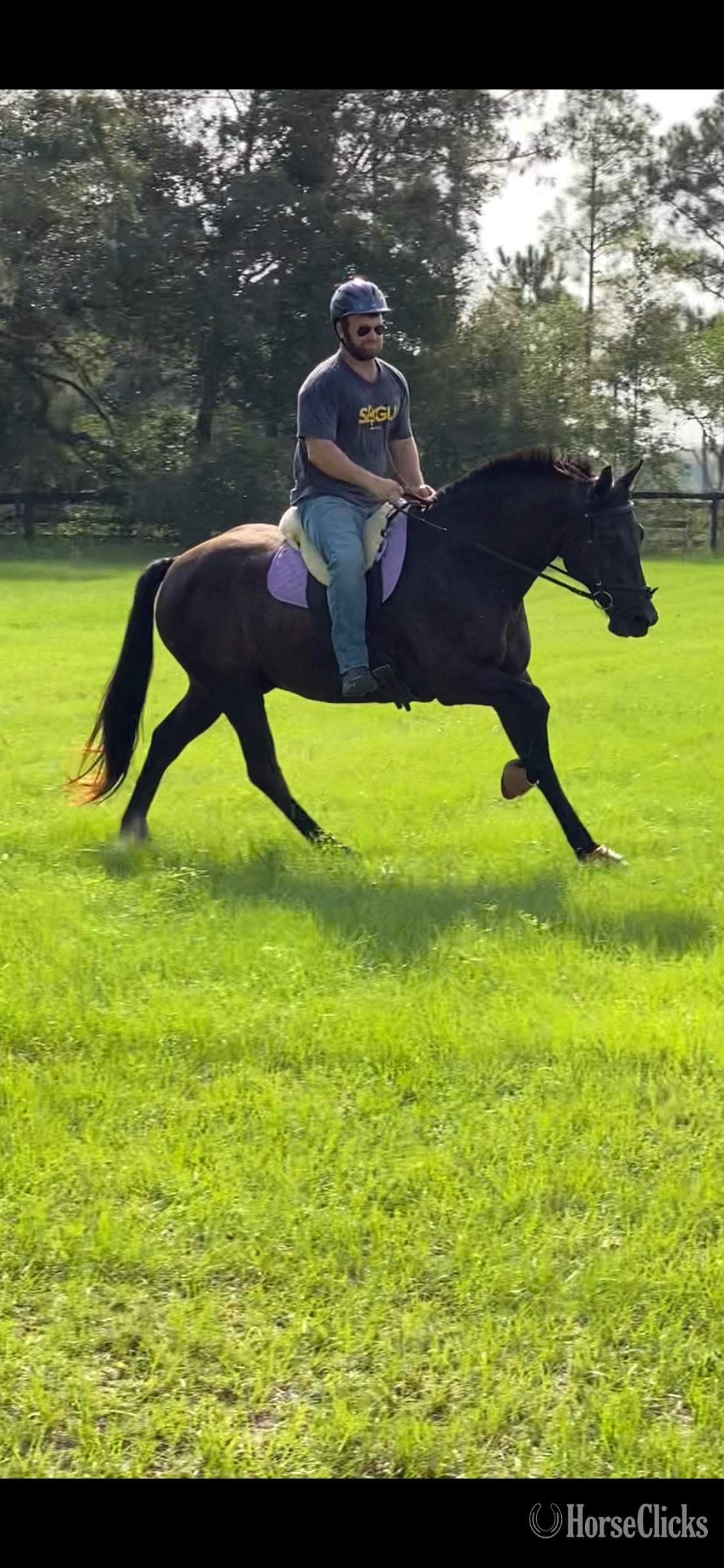 "Nate" Black Gelding Friesian - Friesian in Florida