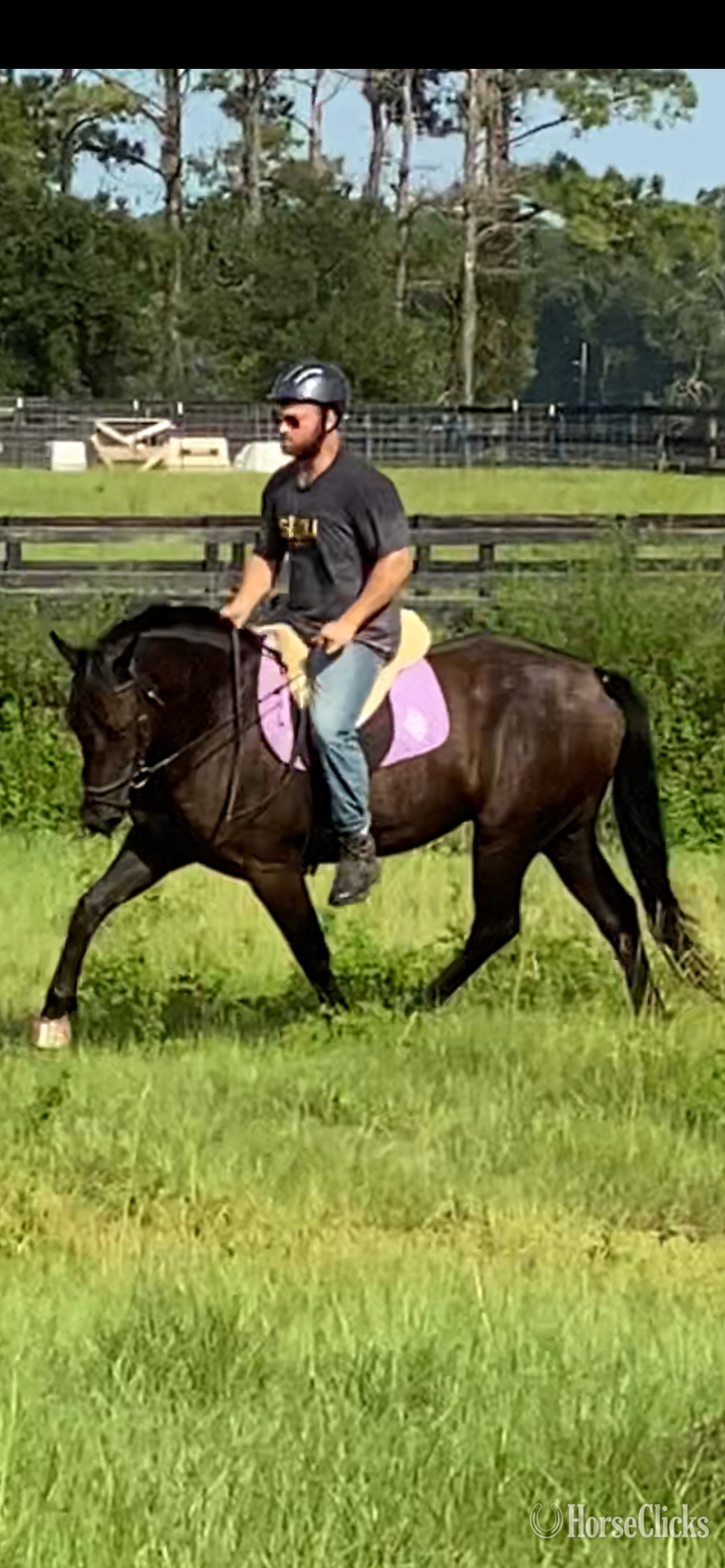 "Nate" Black Gelding Friesian Florida