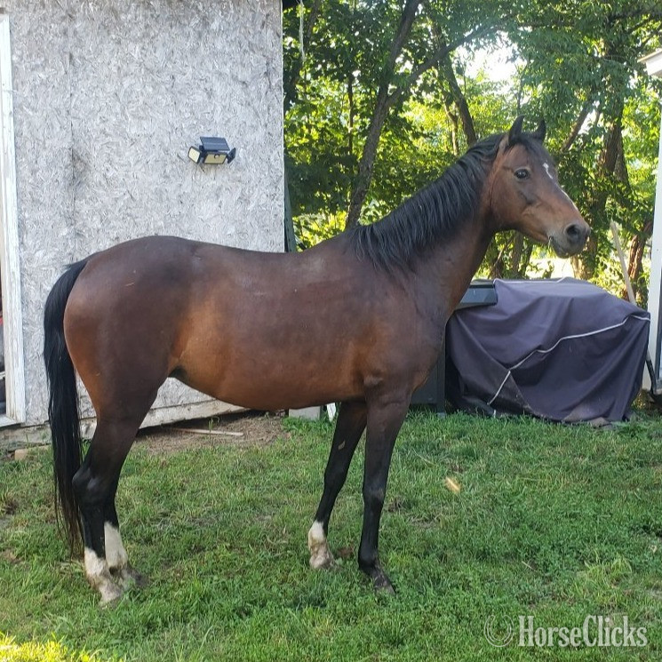 "Snowy" Bay Mare Hackney in West Virginia