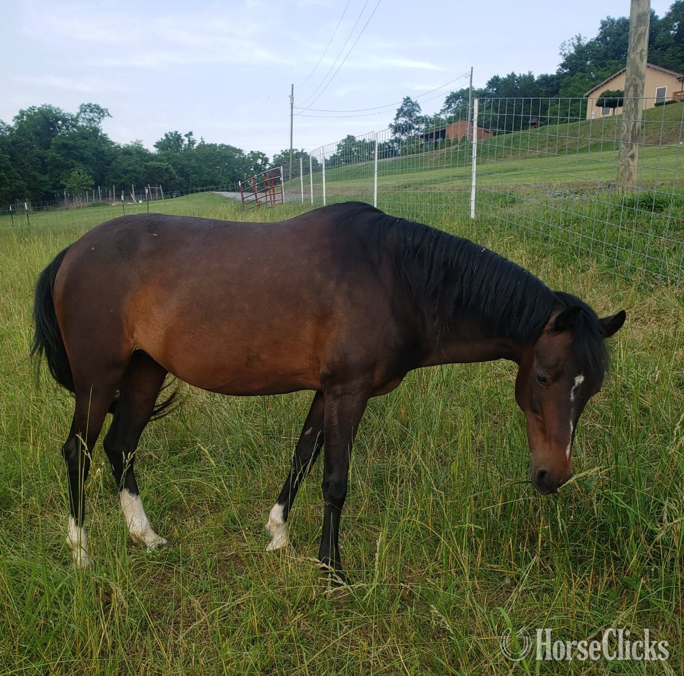 "Snowy" Bay Mare Hackney