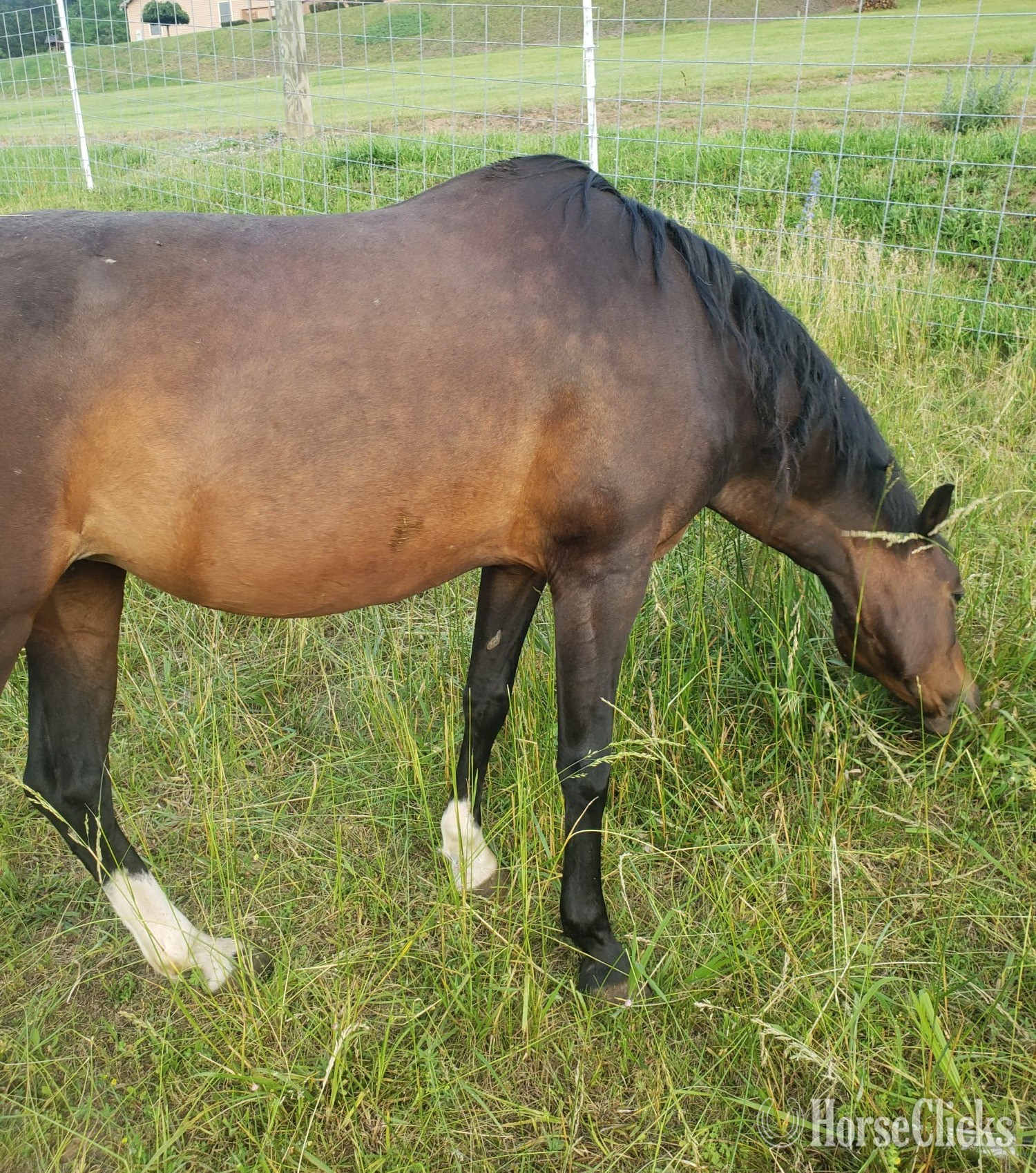 West Virginia "Snowy" Bay Mare Hackney