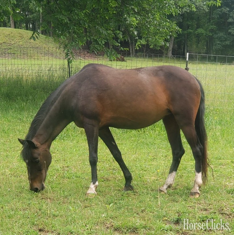 "Snowy" Bay Mare Hackney - Hackney in West Virginia