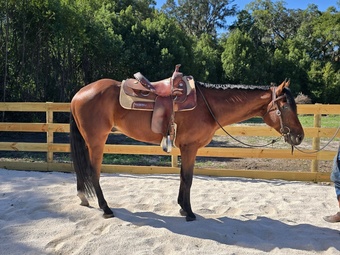 "RP Never in Doubt aka Apollo" Bay Gelding Quarter Horse