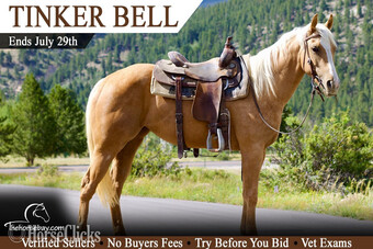 "Tinker Bell" Palomino Mare Quarter Horse